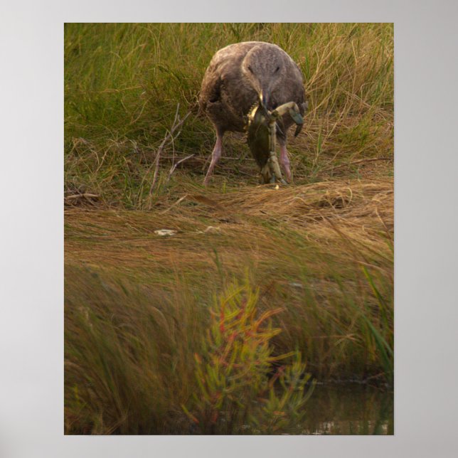 Póster Bird Caught Crab Poster (Frente)