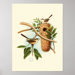 Póster Bird Couple on a Nest Perched on a Branch