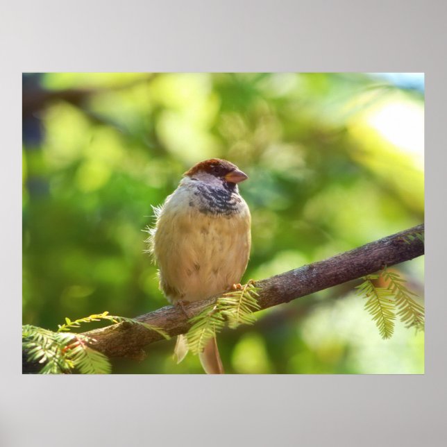 Póster Bird in Jade (Frente)