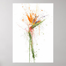 Póster Bird of Paradise