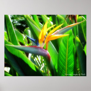 Póster Bird of Paradise Print