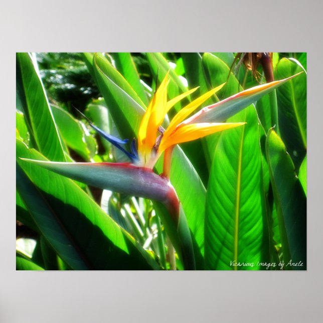 Póster Bird of Paradise Print (Frente)