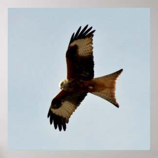 Póster bird of prey