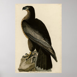 Póster Bird of Washington from Audubon's Birds of America
