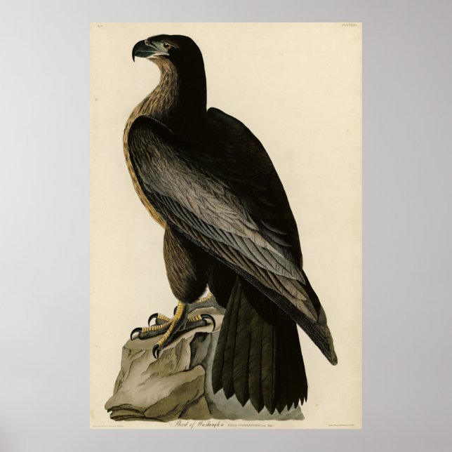 Póster Bird of Washington from Audubon's Birds of America (Frente)