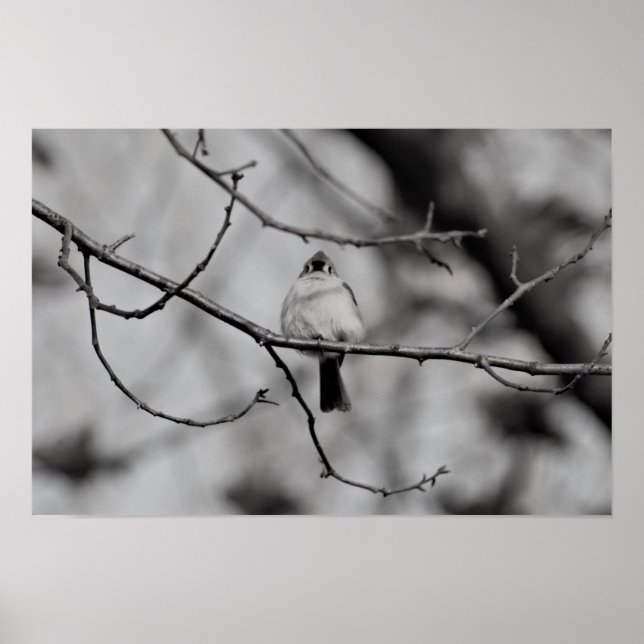 Póster Bird on a Branch (Frente)