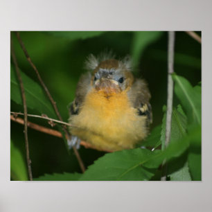 Póster Bird Oriole Fledglgling