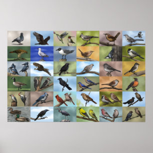 Póster Bird Panoply Print