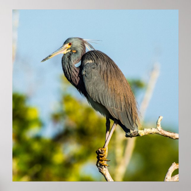 Póster Bird Perfect 24 x 24.81 Poster de papel de archivo (Frente)