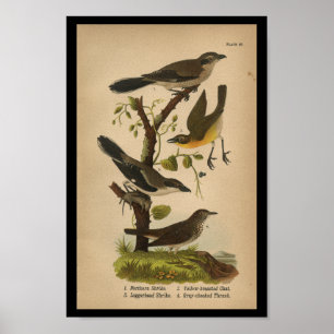 Póster Bird Print Yellow Shrike Chat Vintage