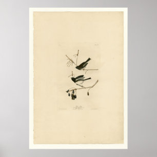 Póster Bird Snow