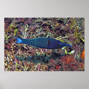 Póster Birdhead Wrasse