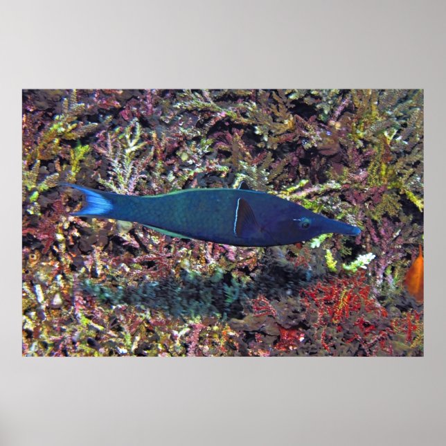 Póster Birdhead Wrasse (Frente)