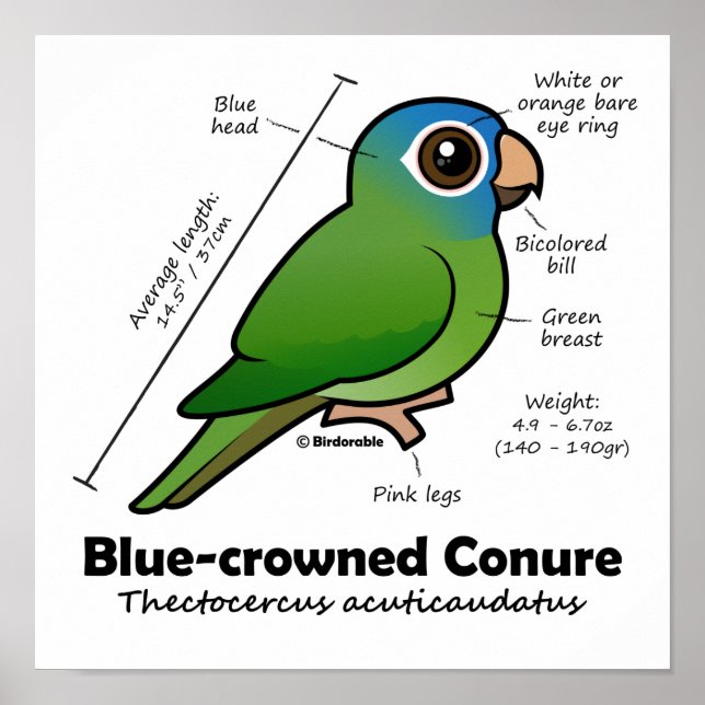 Póster Birdorable Blue-Croned Conure Statistics (Frente)