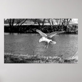 Póster Birds in flight 