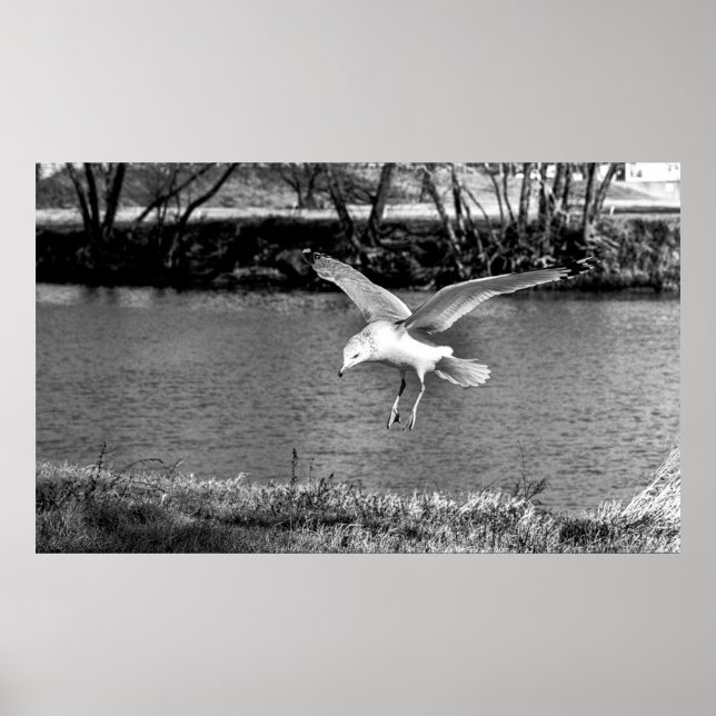 Póster Birds in flight  (Frente)