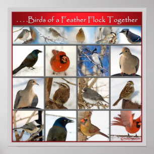 Póster Birds of a Feather (POSTER)