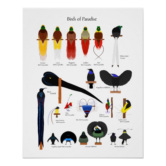 Póster Birds of Paradise chart (Anverso)