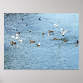 Póster Birds On Summer River