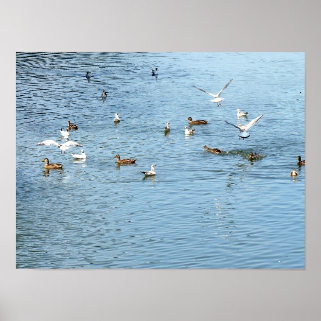 Póster Birds On Summer River (Frente)