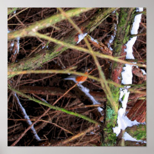 Póster Birds Shelter CB