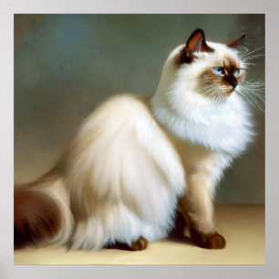 Póster Birman Cat
