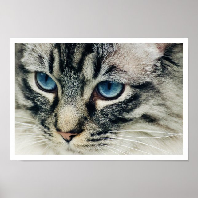 Póster Birman Cat Face Close-up Print (Frente)