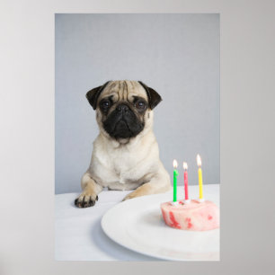 Póster Birthday Pug