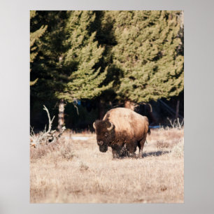 Póster Bison