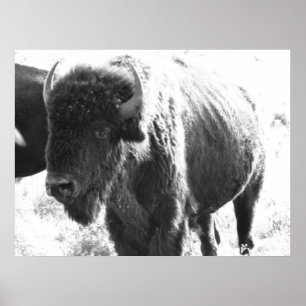 Póster Bison