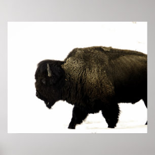 Póster Bison
