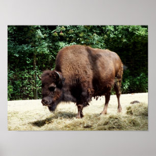 Póster Bison