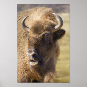 Póster Bison