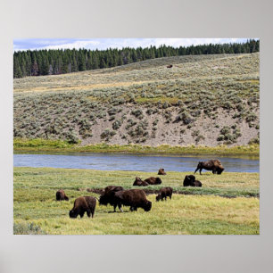 Póster Bison Along Yellowstone River in Hayden Valley