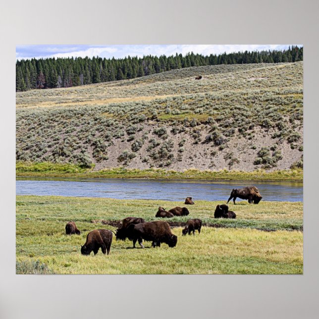 Póster Bison Along Yellowstone River in Hayden Valley (Frente)