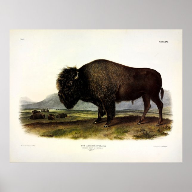 Póster Bison Americano, o Búfalo (Bison bison) - Audubon (Frente)