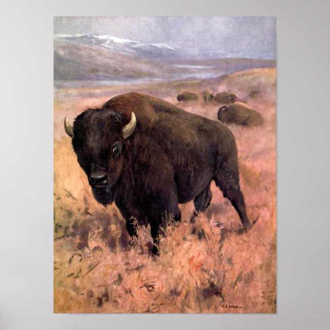 Póster Bison americano por CE Swan, animales de búfalo de (Frente)