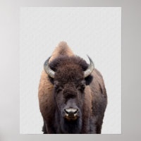 Bison Buffalo Photo 135