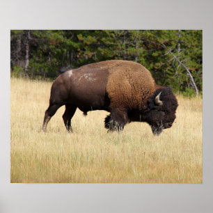 Póster Bison Bull en el Parque Nacional Yellowstone