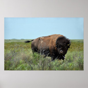 Póster Bison Bull en el refugio de vida silvestre Maxwell