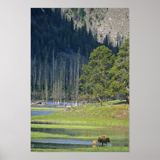 Póster Bison con ternera en el Parque Nacional Yellowston (Frente)