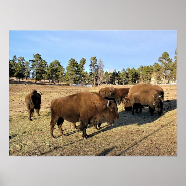 Póster Bison de Colorado (Frente)