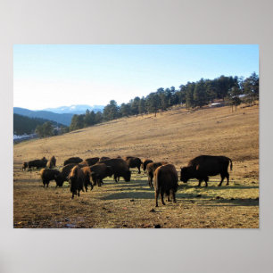 Póster Bison de Colorado