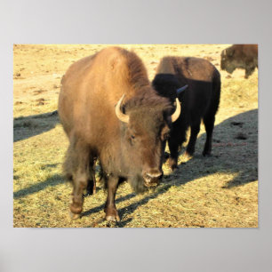 Póster Bison de Colorado