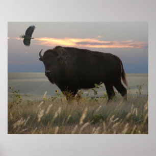 Póster Bison & Eagle