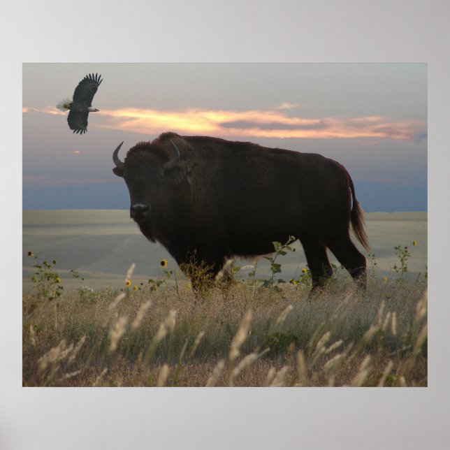 Póster Bison & Eagle (Frente)