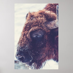 PÓSTER BISON EN EL INVIERNO