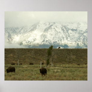 Póster Bison en el Parque Nacional Grand Teton Fotografía