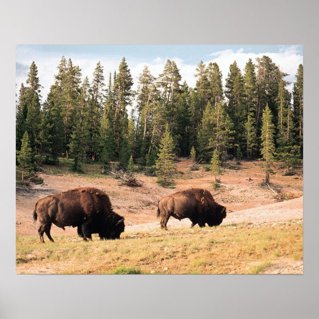 Póster Bison en el Parque Nacional Yellowstone, Wyoming (Frente)