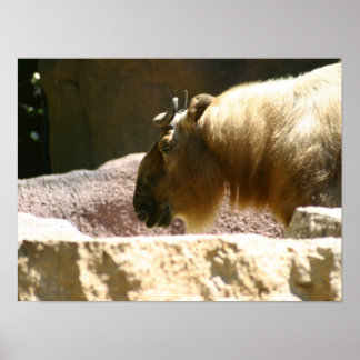Póster Bison en el zoo